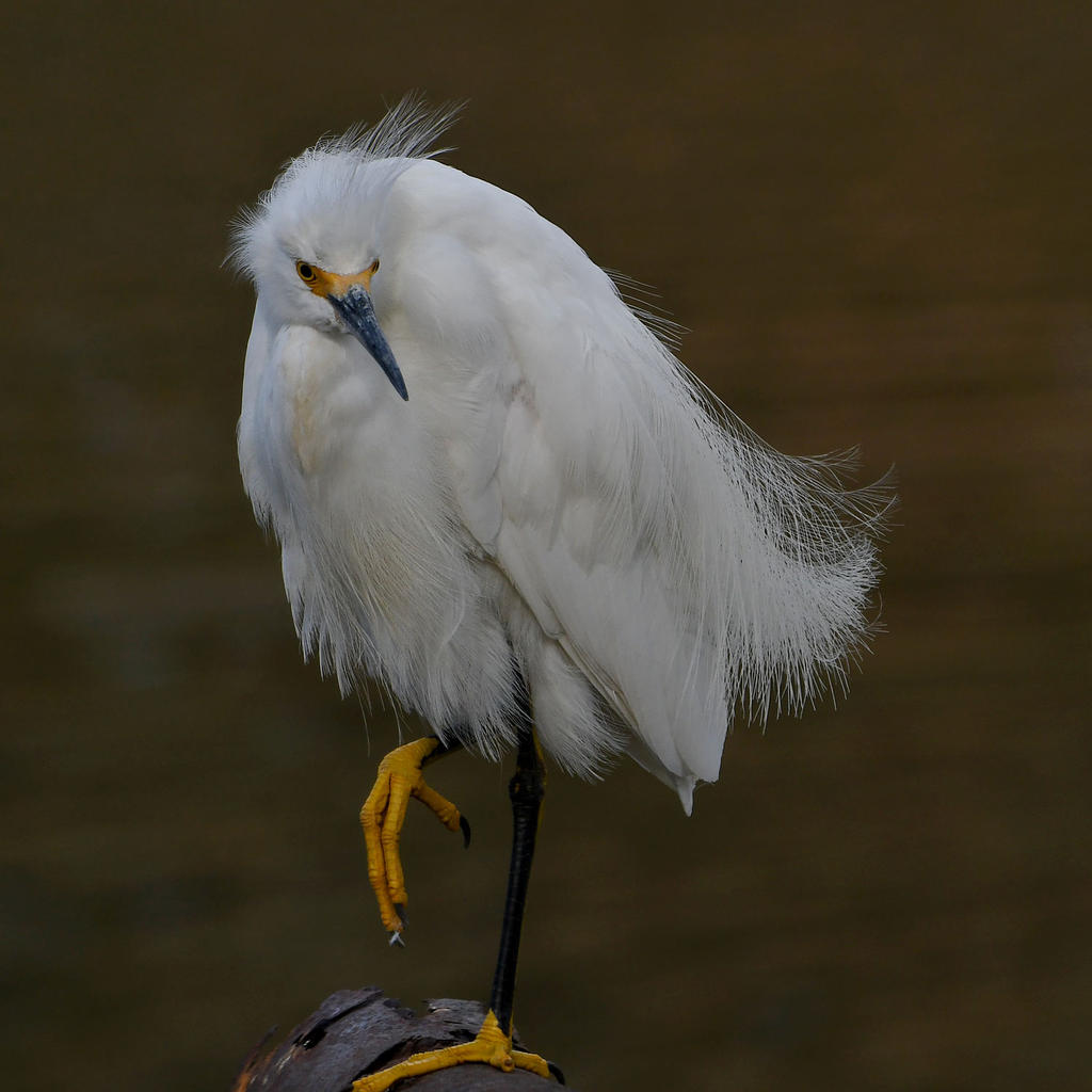 Egret15.jpg