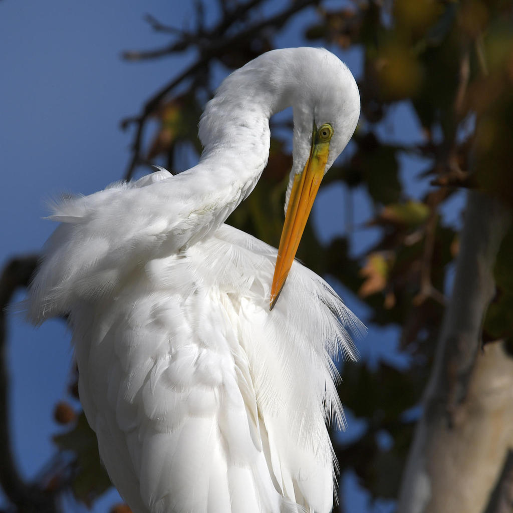 Egret15.jpg