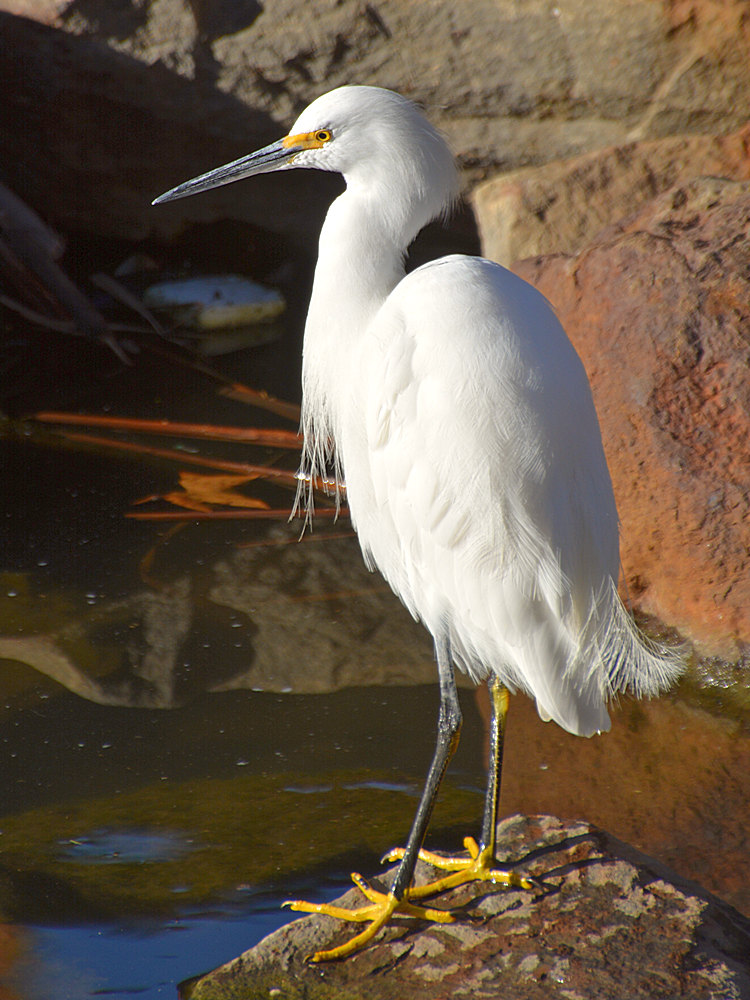 Egret16.jpg