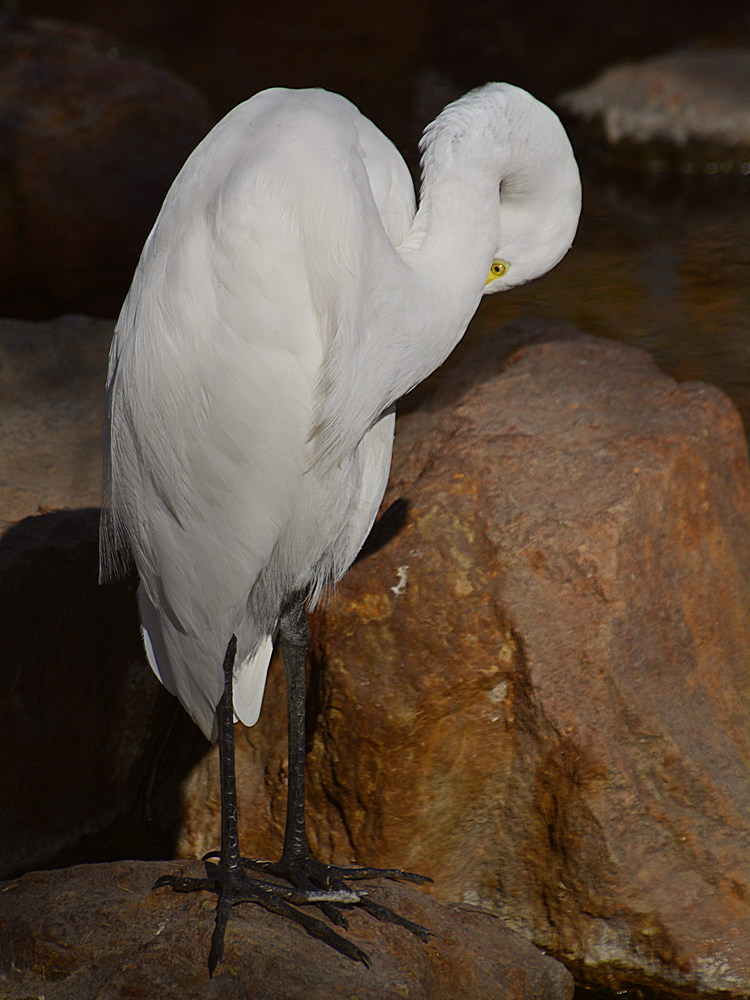 Egret16.jpg