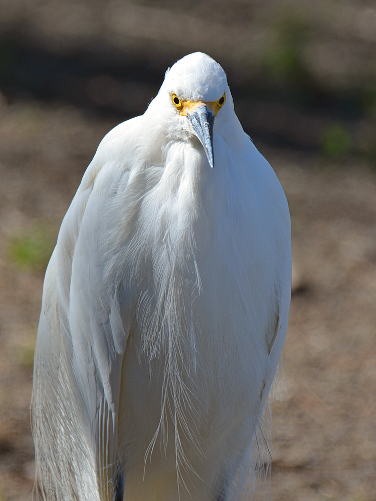 Egret16.jpg