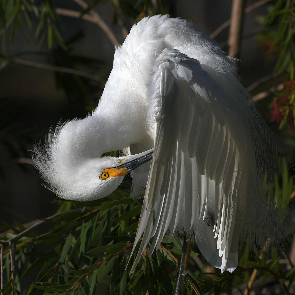 Egret16.jpg