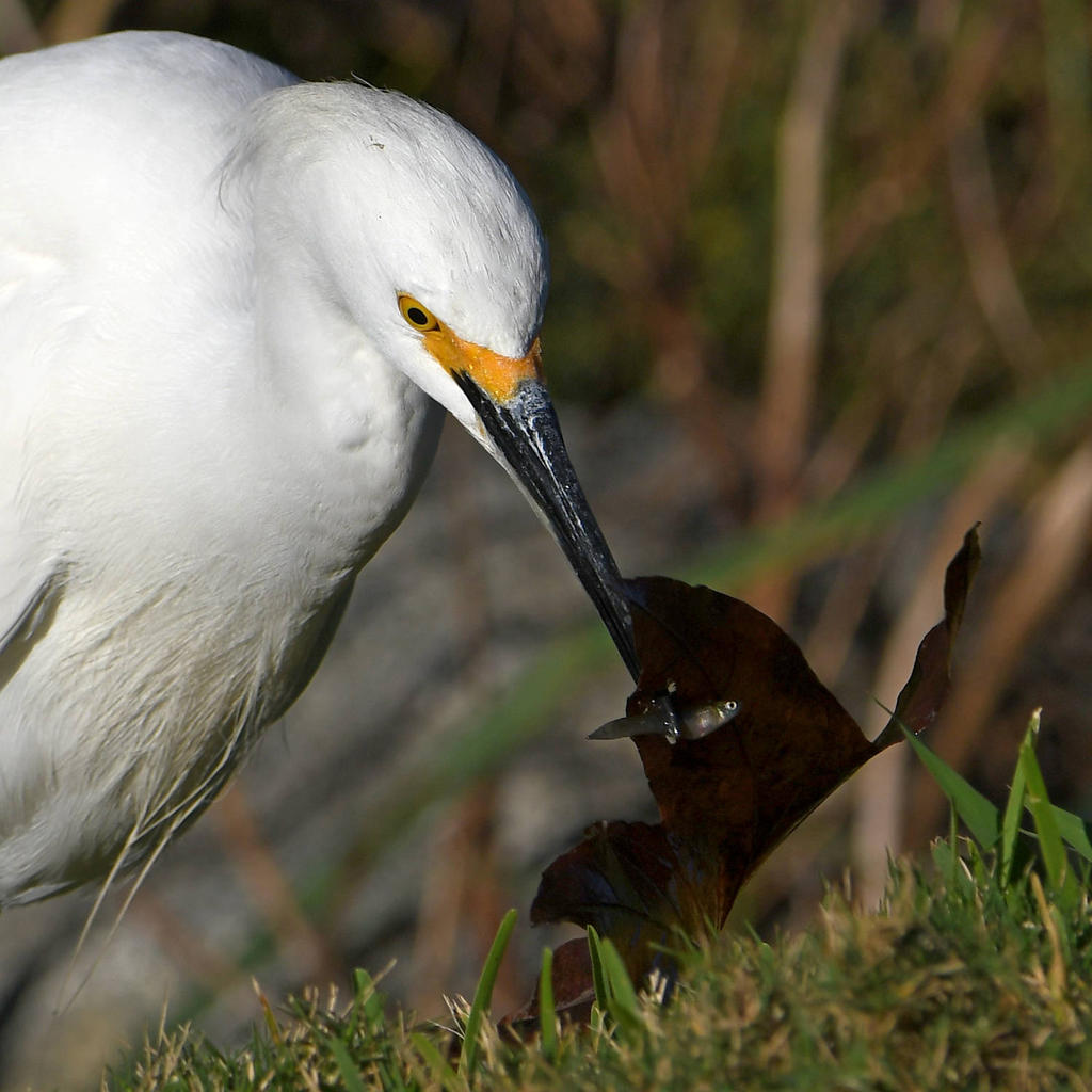 Egret16.jpg