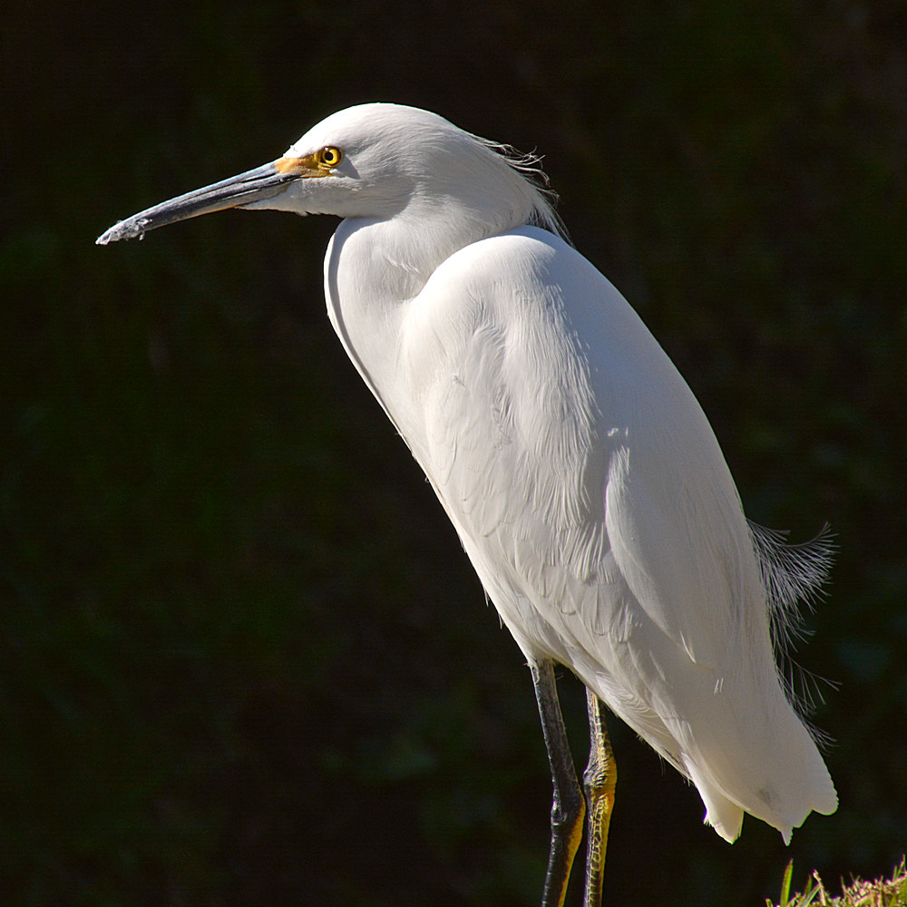 Egret17.jpg