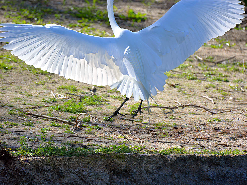 Egret17.jpg