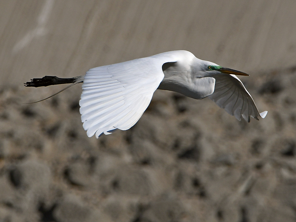 Egret17.jpg