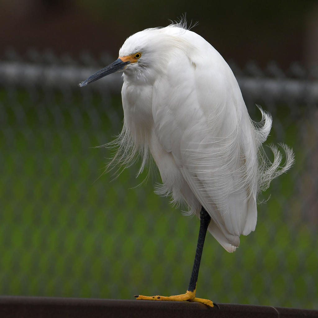 Egret17.jpg
