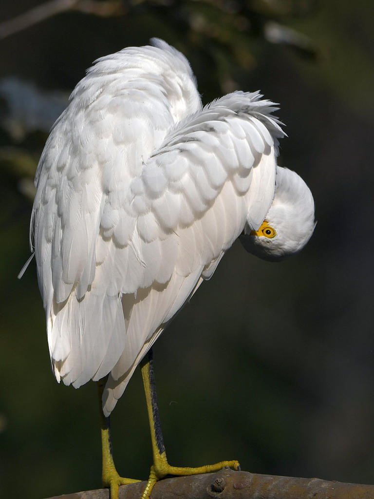 Egret17.jpg