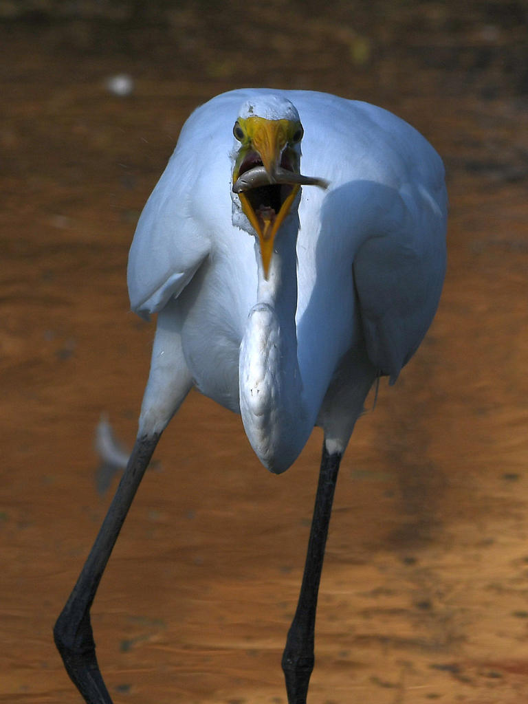 Egret17.jpg