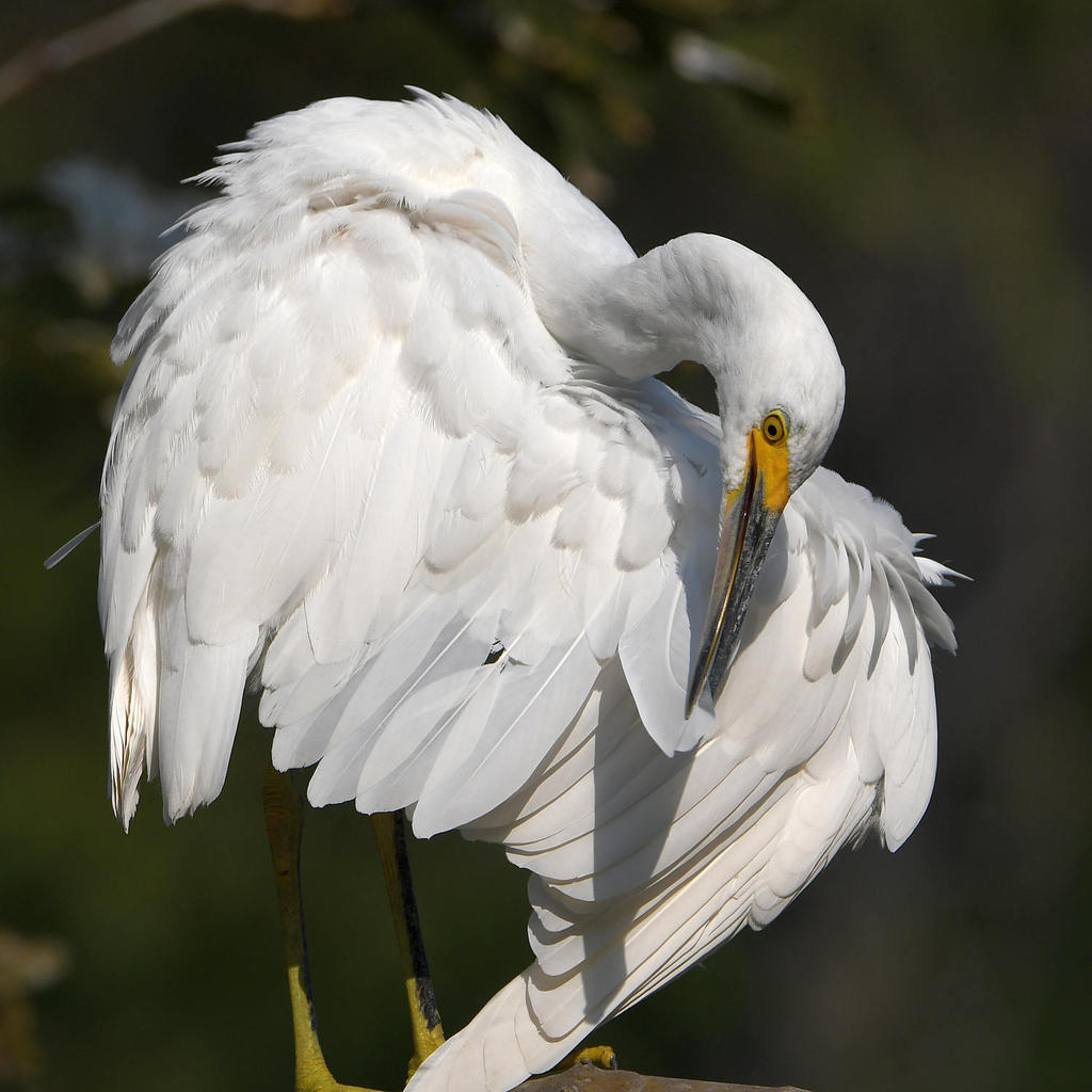 Egret18.jpg