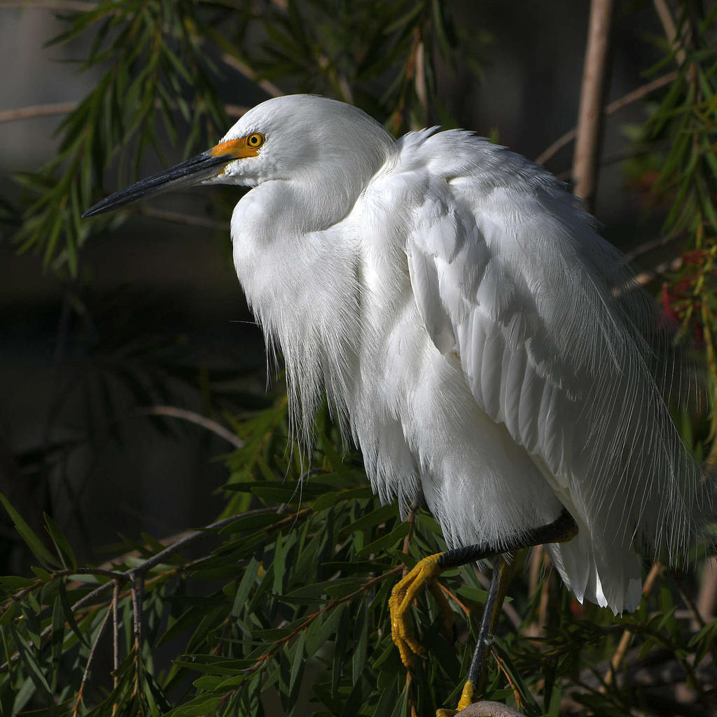 Egret18.jpg