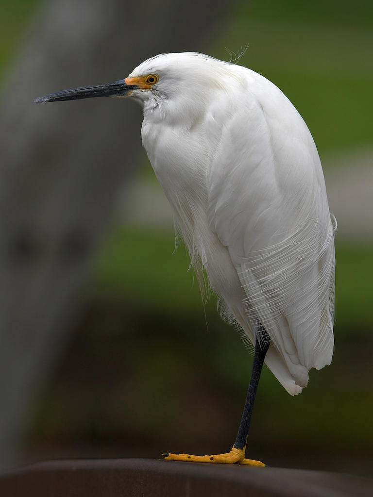 Egret19.jpg