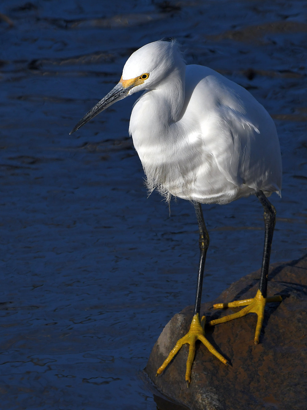 Egret19.jpg