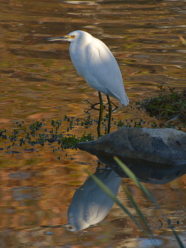 Egret2.jpg