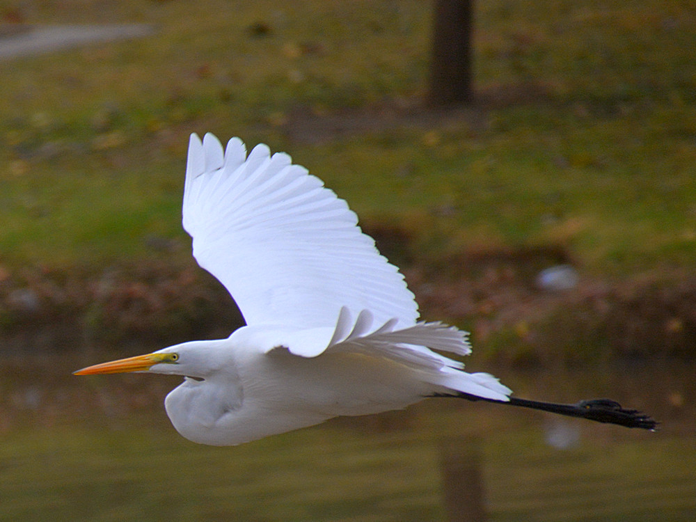 Egret2.jpg