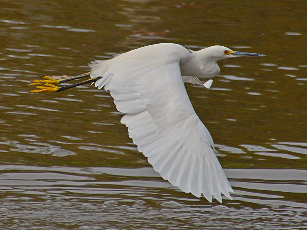 Egret2.jpg