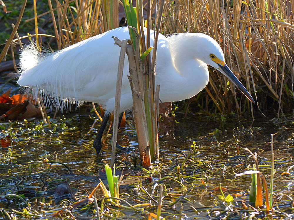 Egret2.jpg