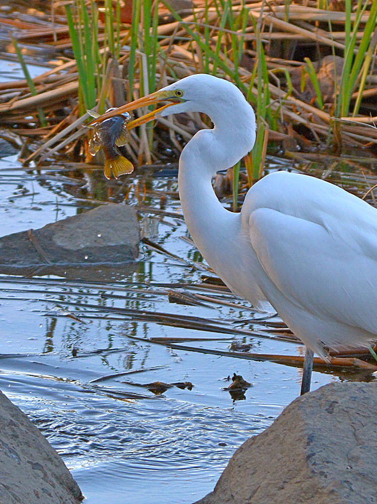 Egret2.jpg