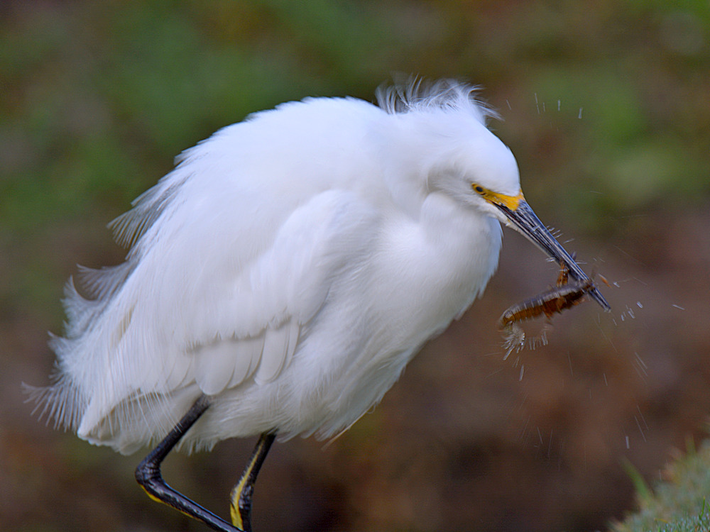Egret2.jpg