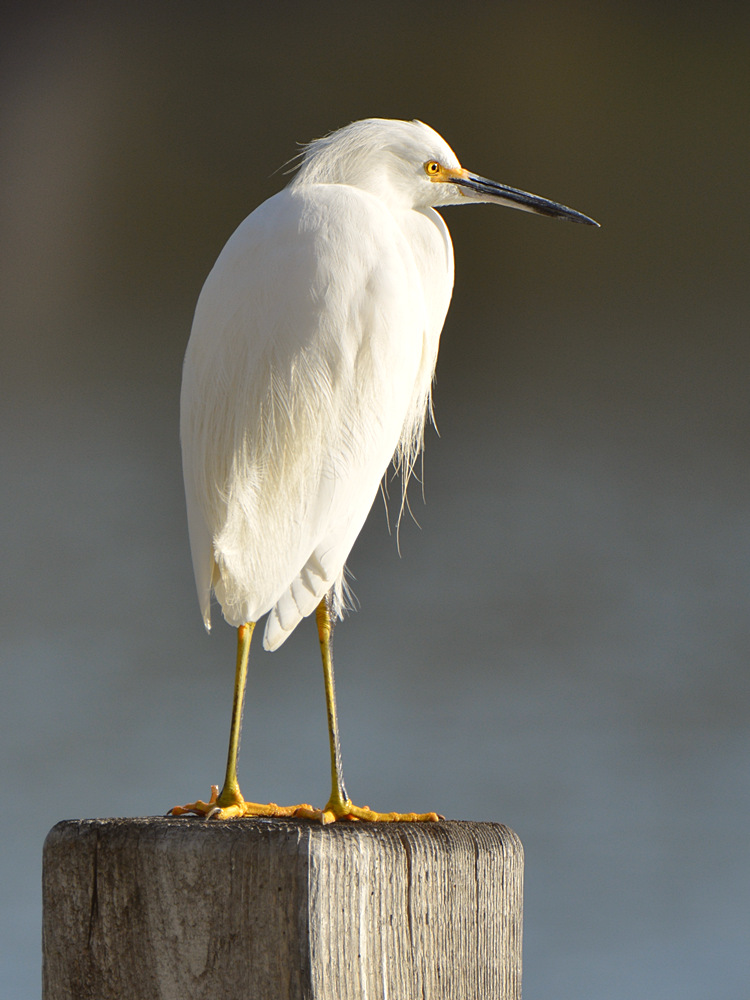 Egret2.jpg