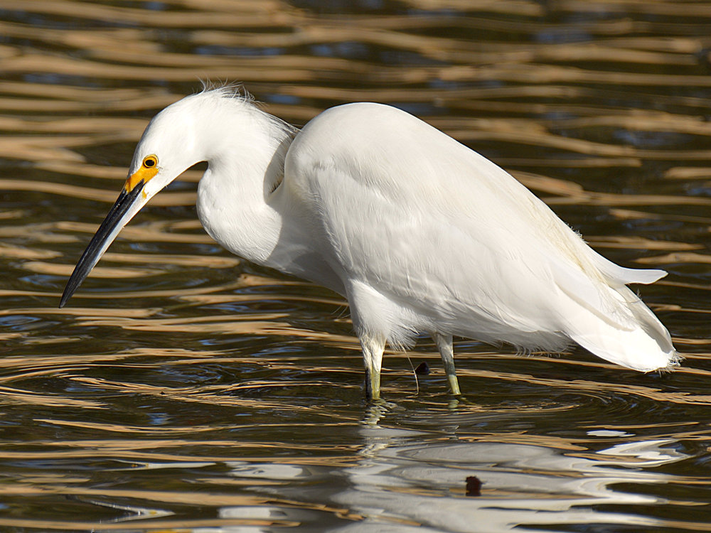 Egret2.jpg