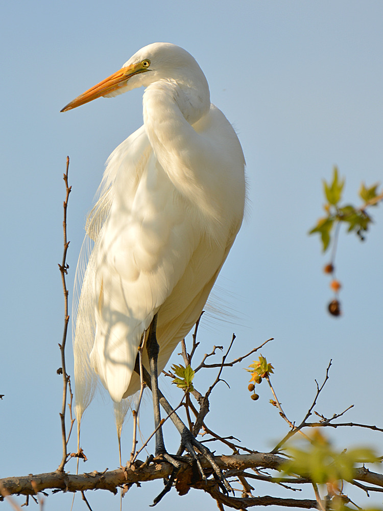 Egret2.jpg