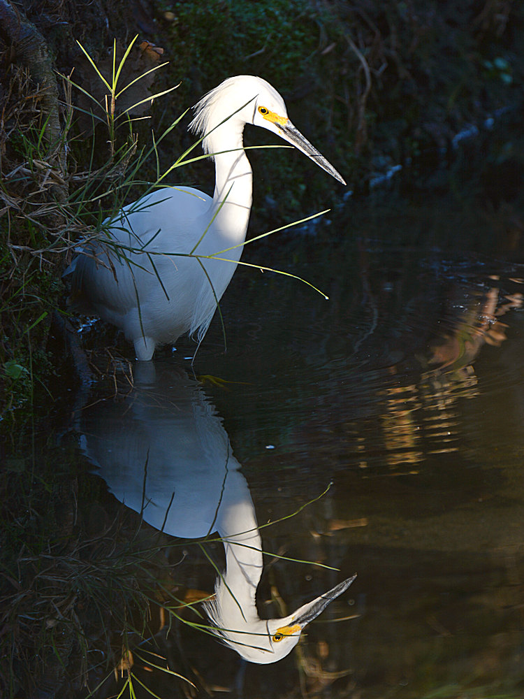Egret2.jpg