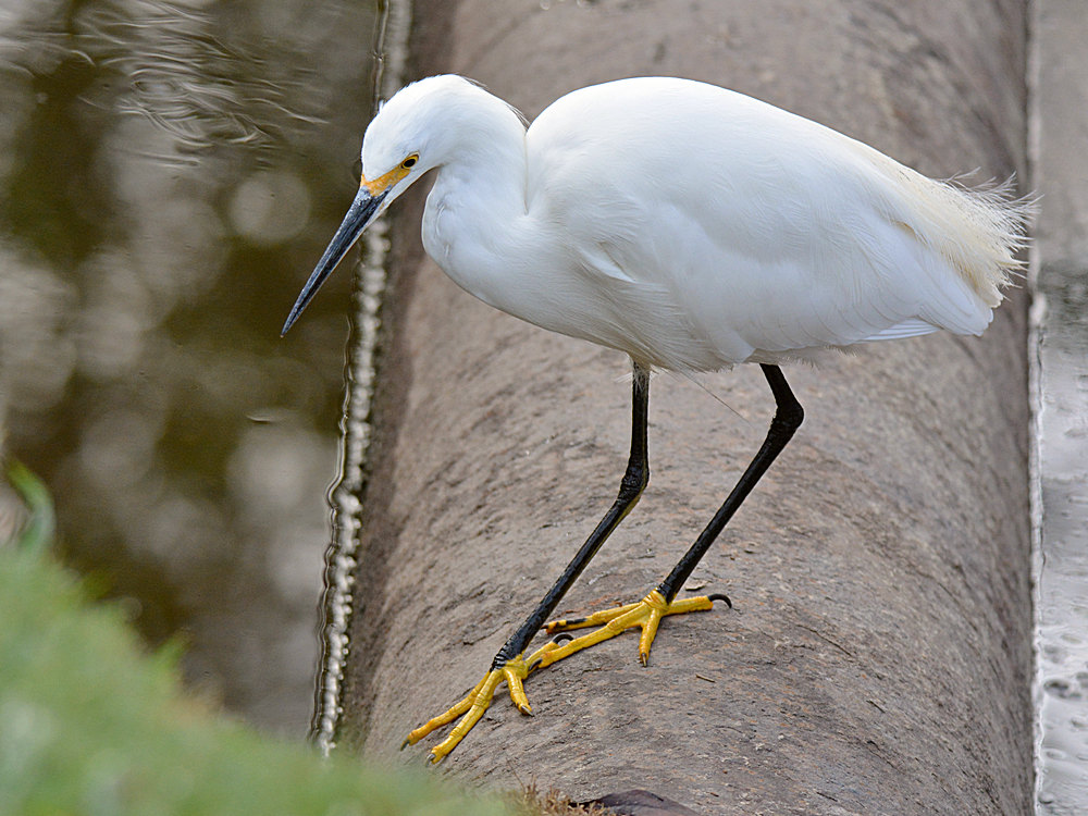 Egret2.jpg