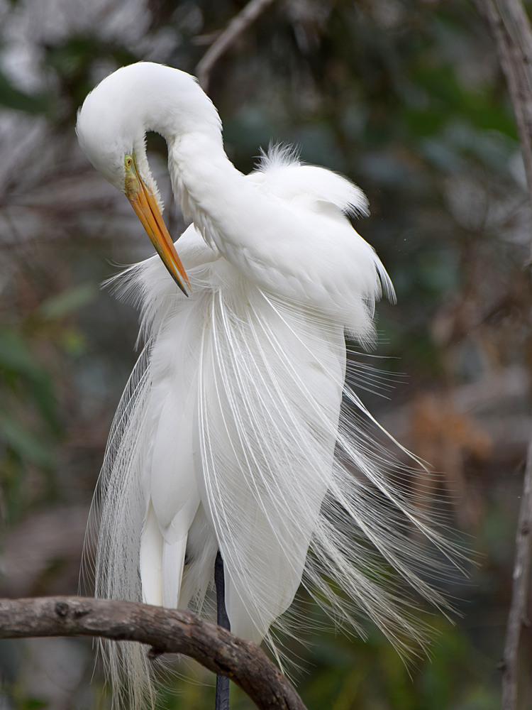 Egret2.jpg