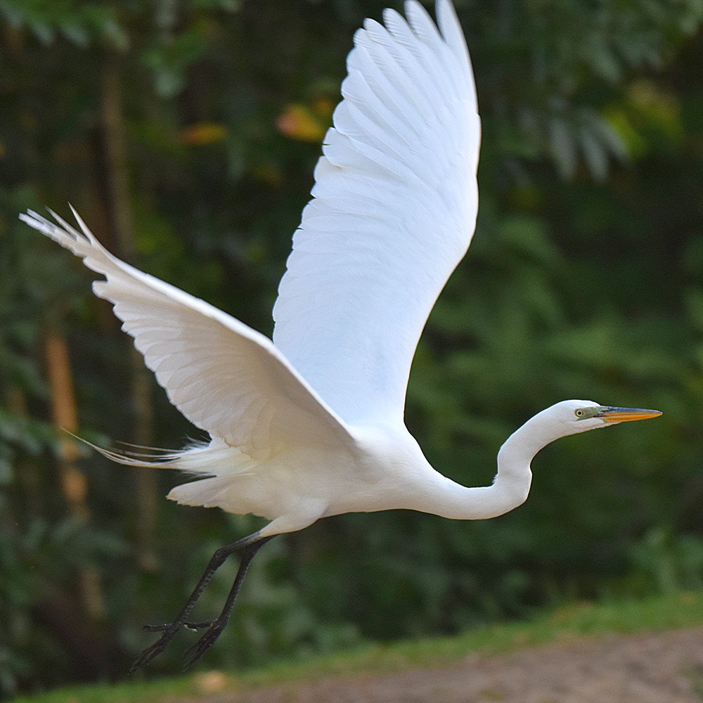 Egret2.jpg