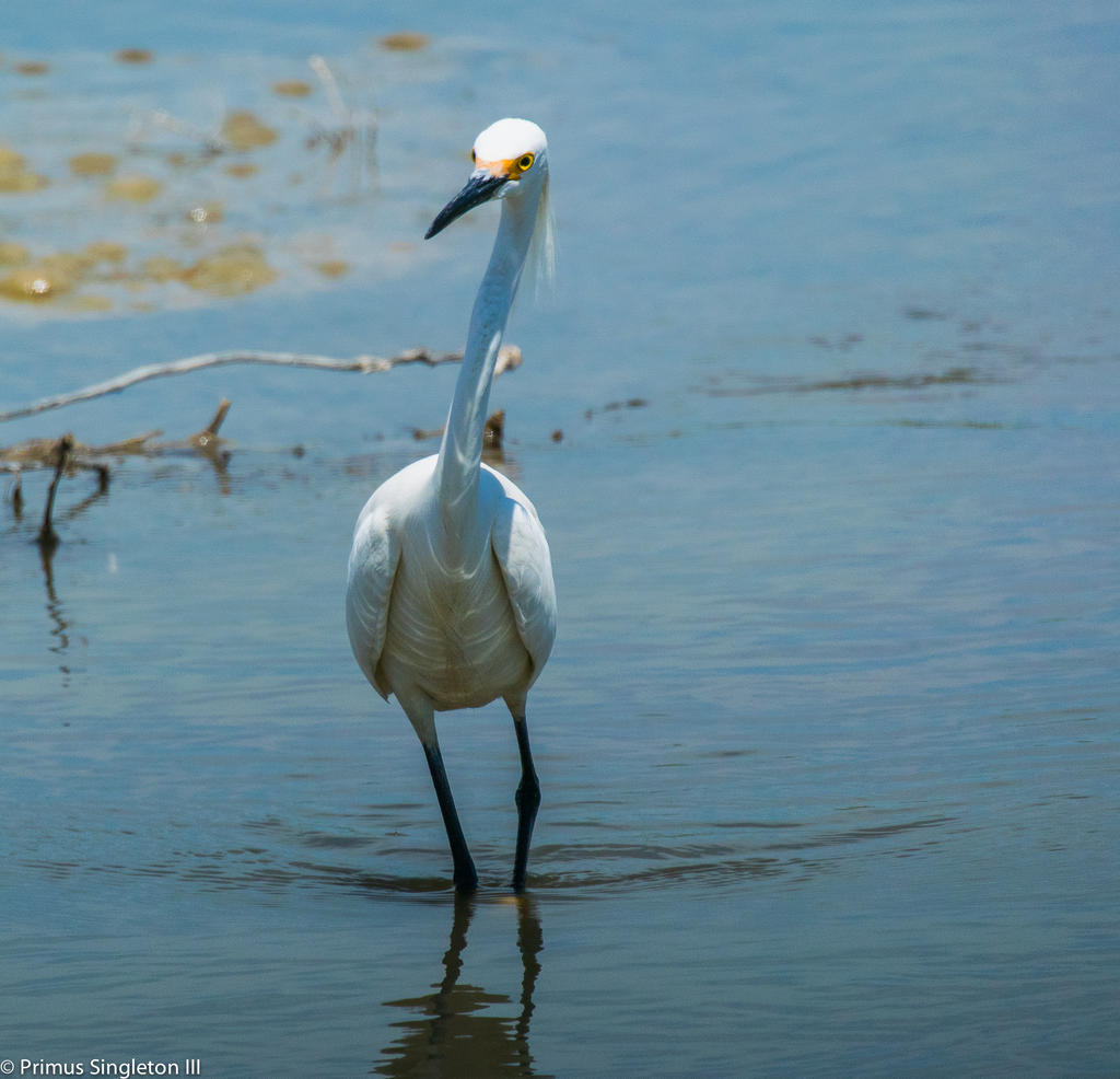 egret2.jpg