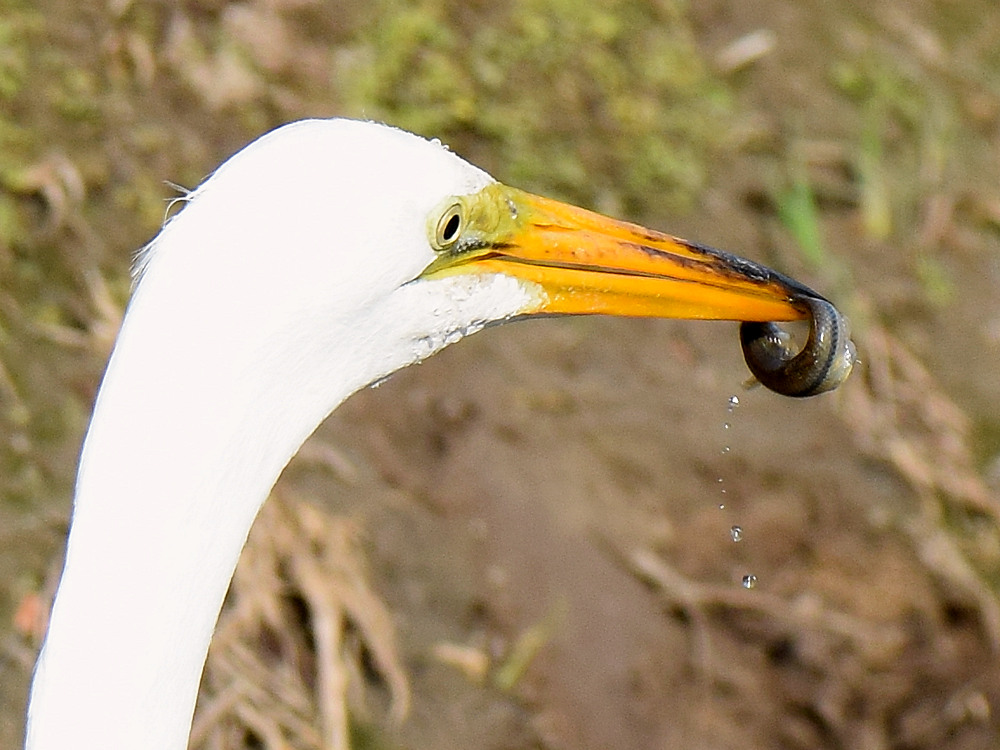 Egret2.jpg