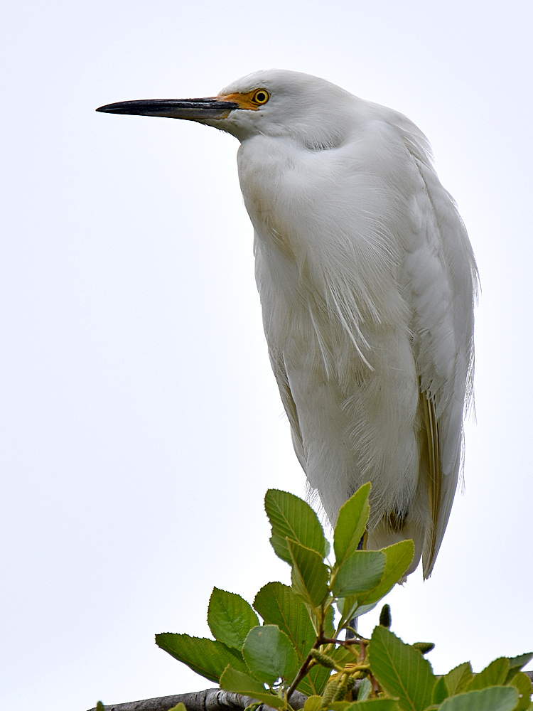 Egret2.jpg
