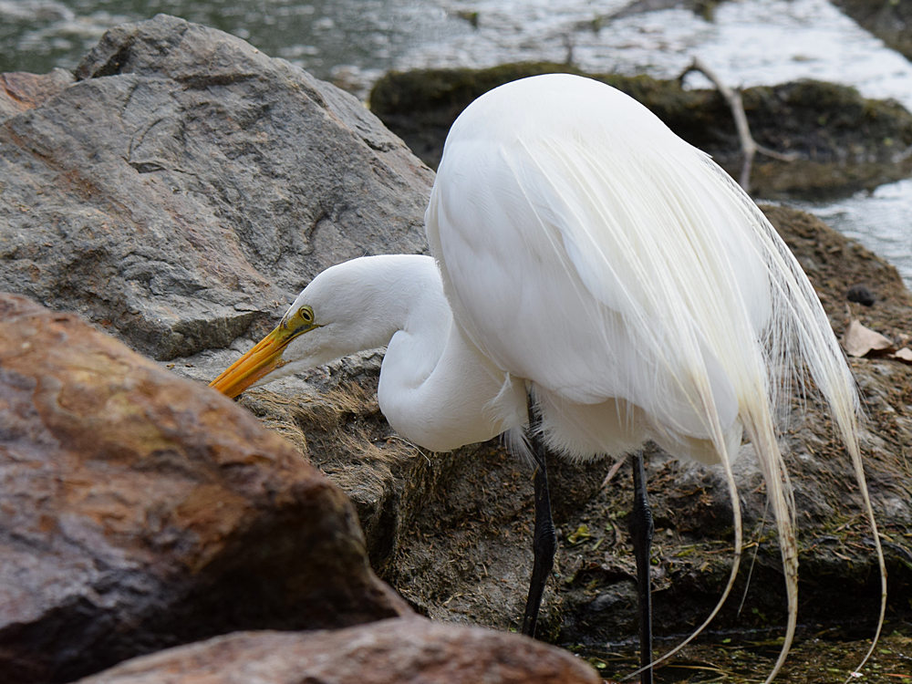Egret2.jpg