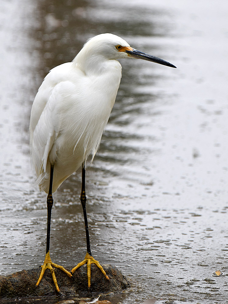 Egret2.jpg