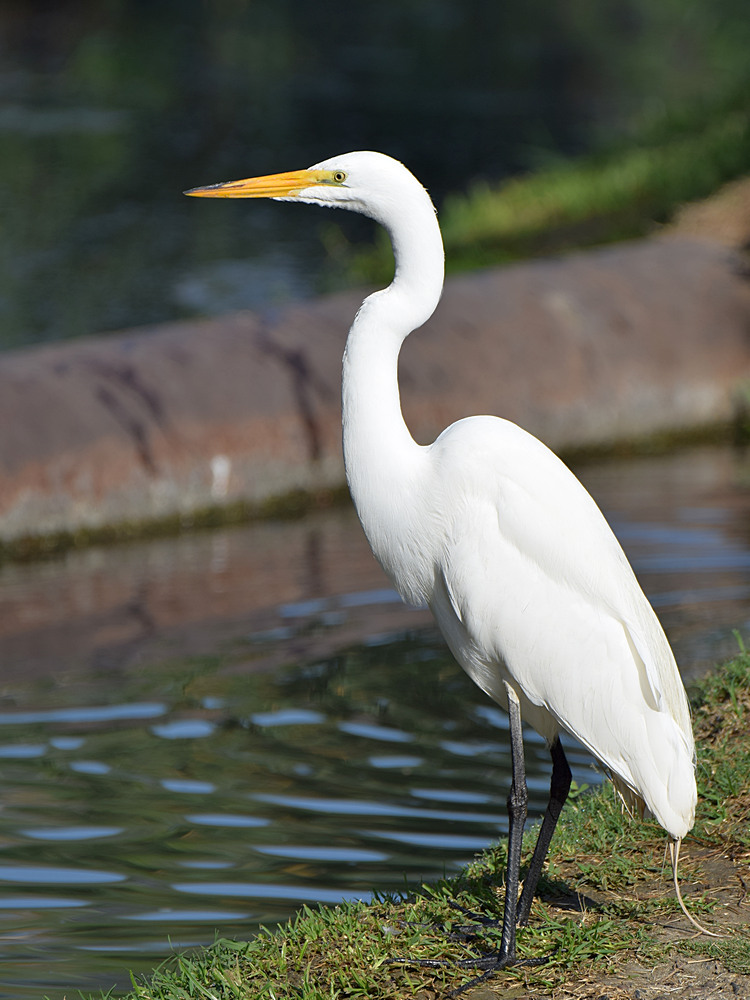 Egret2.jpg