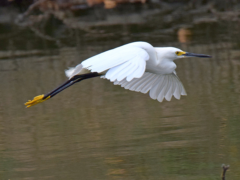 Egret2.jpg
