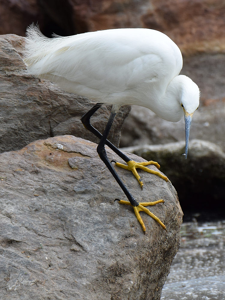 Egret2.jpg