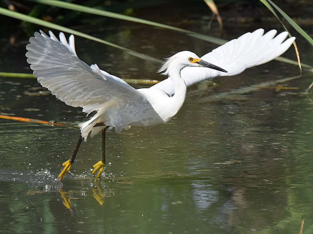 Egret2.jpg