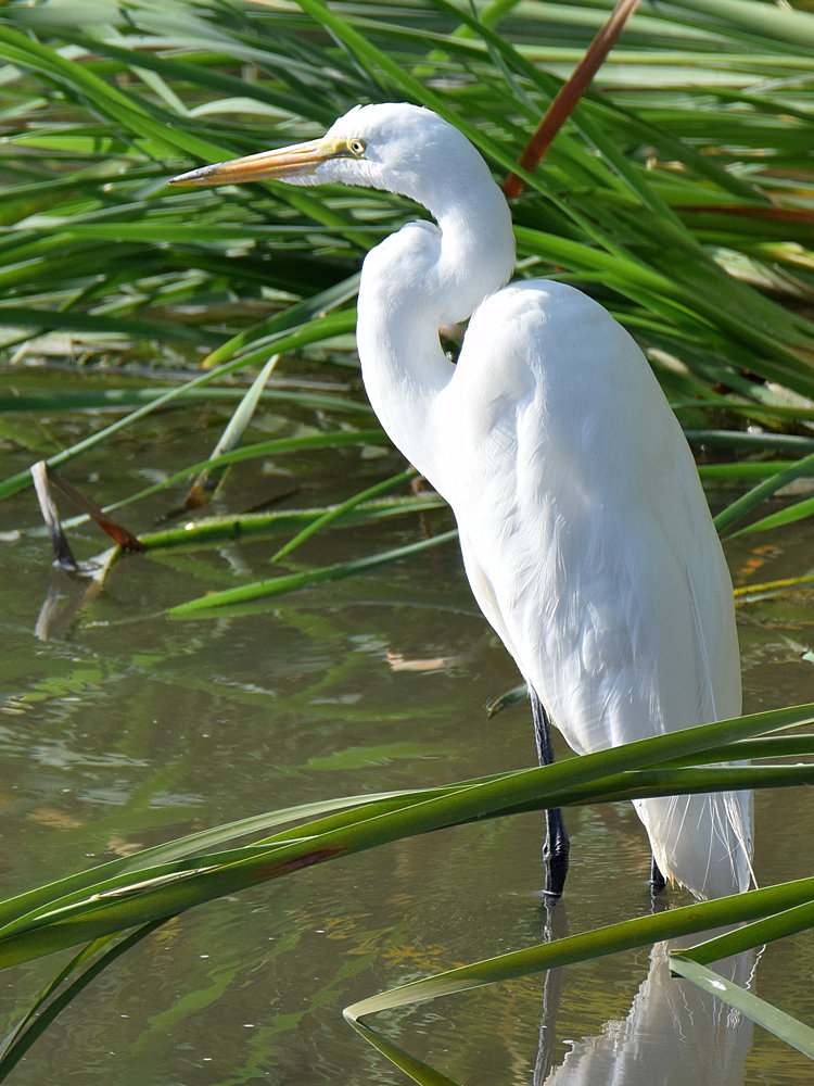 Egret2.jpg