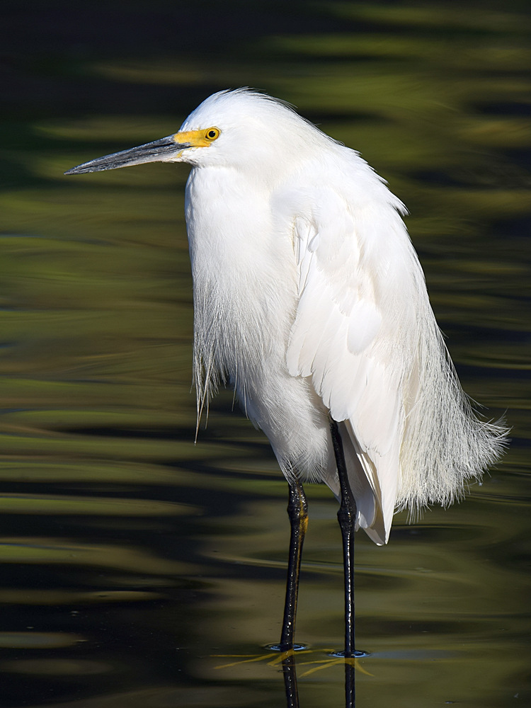 Egret2.jpg