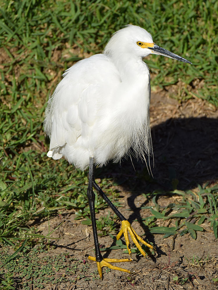 Egret2.jpg