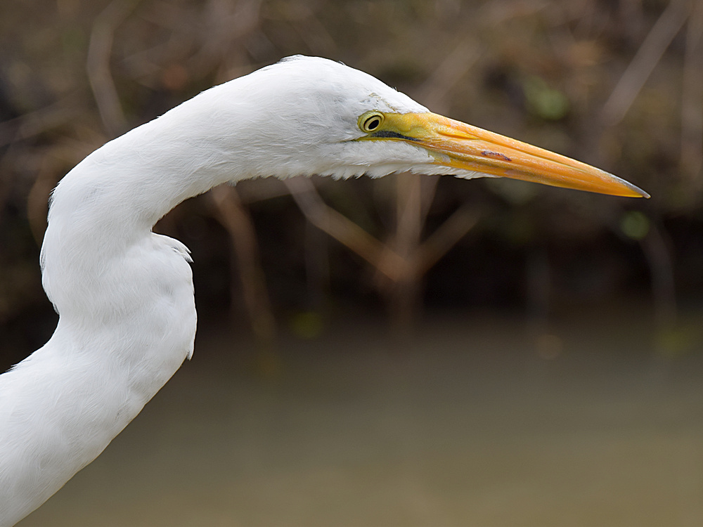 Egret2.jpg