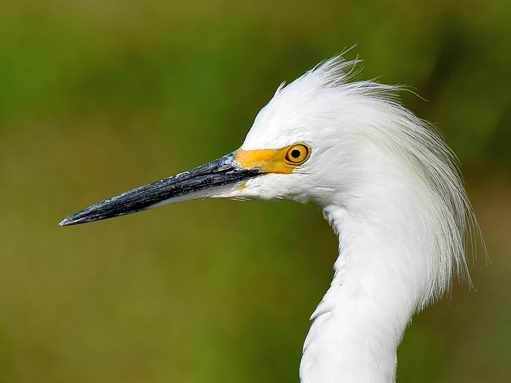 Egret2.jpg