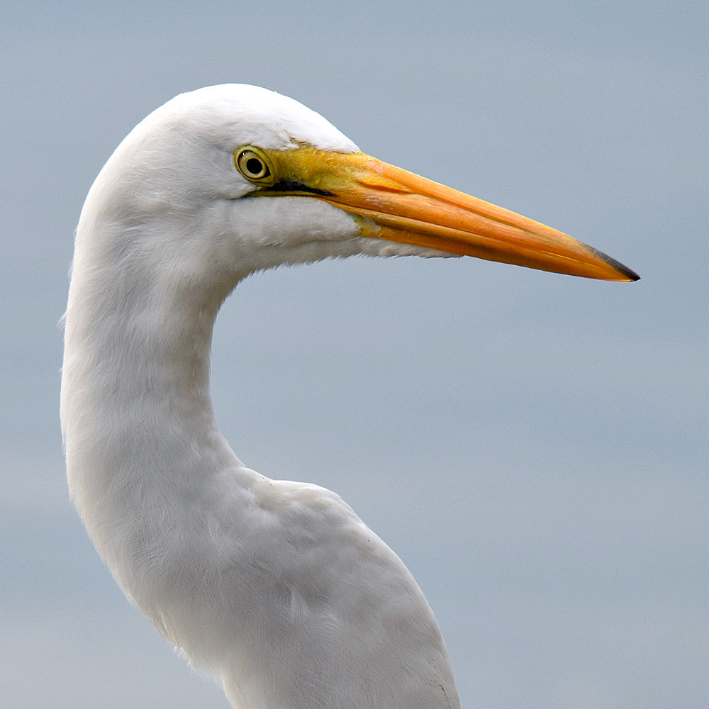 Egret2.jpg