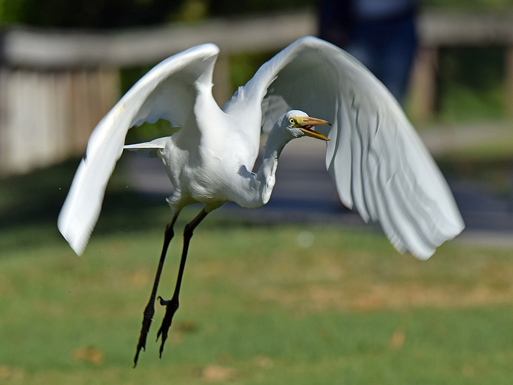 Egret2.jpg