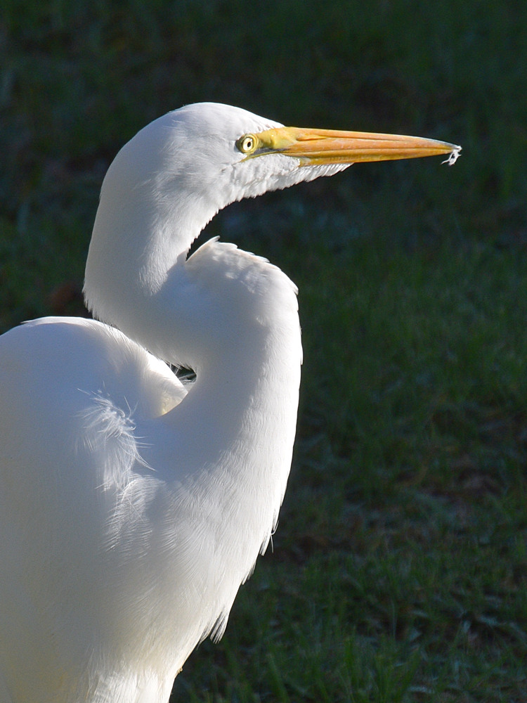 Egret2.jpg