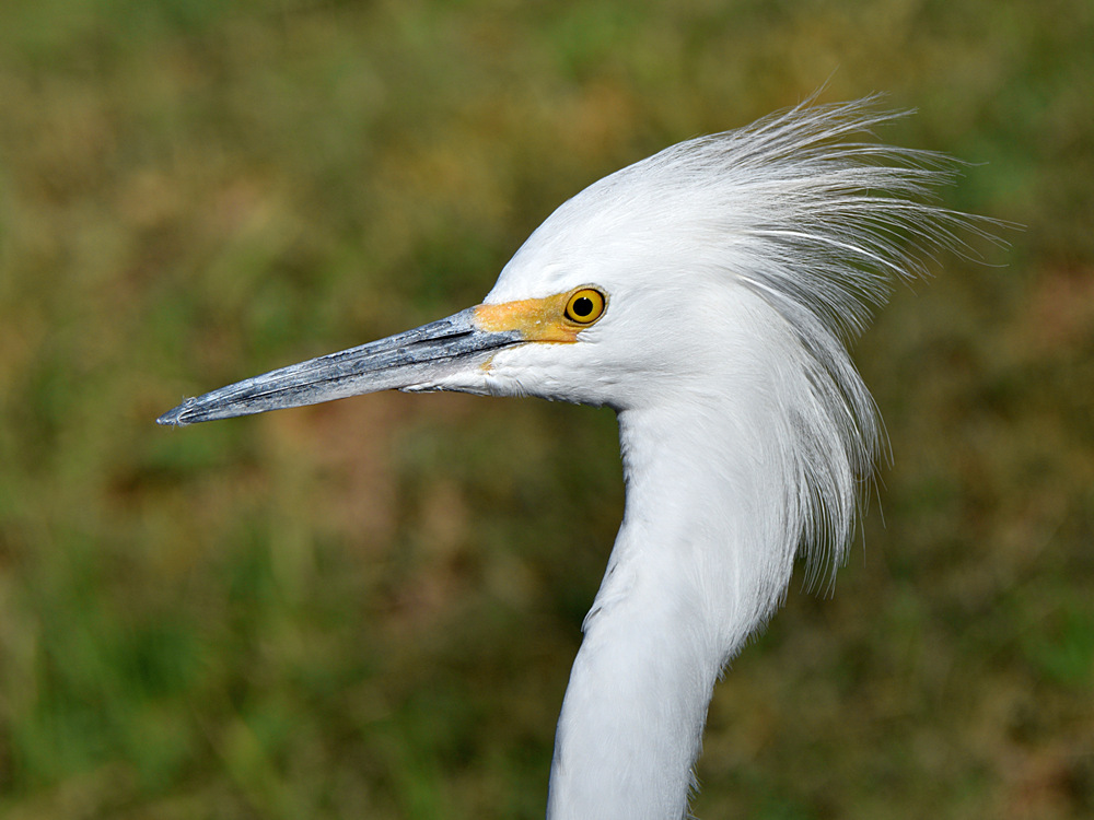 Egret2.jpg