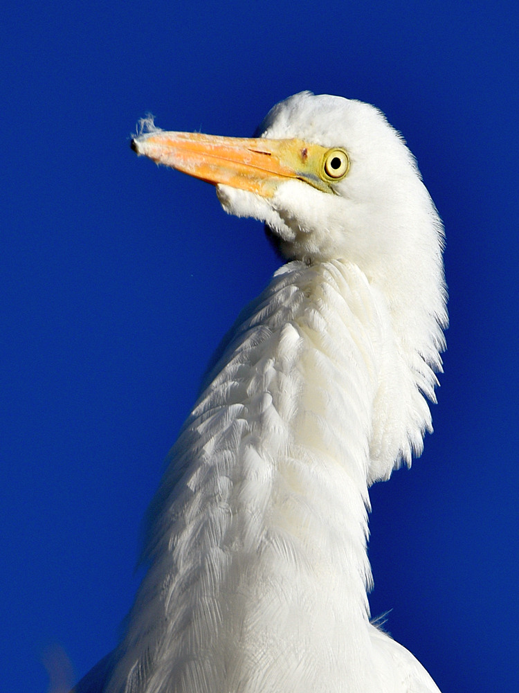 Egret2.jpg
