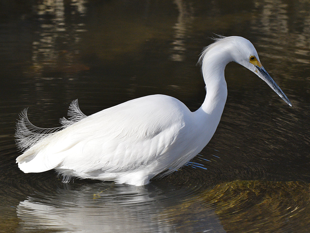 Egret2.jpg